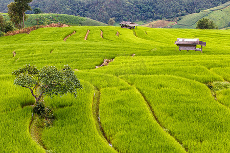 水稻的绿色梯田在 pa pong 平凉，清迈，泰国