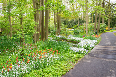 荷兰的公园里美丽的春天郁金香花 (荷兰)