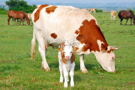 国内风景摄影照片_白色和棕色母牛和小牛