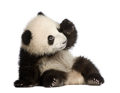 小貓摄影照片_大熊猫大熊猫 (6 个月)-