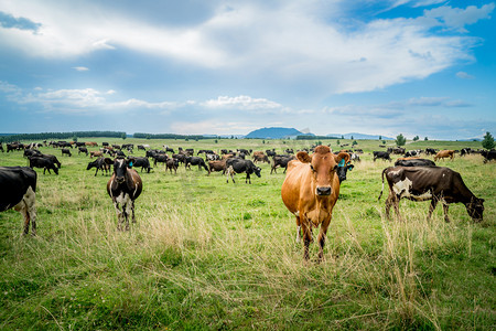 what摄影照片_Cattles in New Zealand / There are many cattle breeds in New Zealand, and when picking which one is right for your farm, you`ll need to consider the purpose of the cattle, your land size, and what they are like to manage.