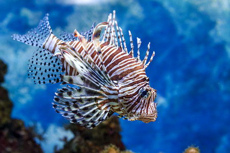 水下世界。在 R 的明亮异国热带珊瑚鱼