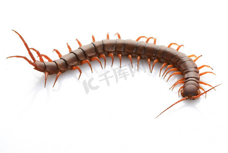 aggressive摄影照片_Vietnamese Giant Centipede
