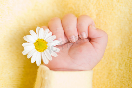 春天可爱孩子摄影照片_可爱的婴儿手与小白色雏菊