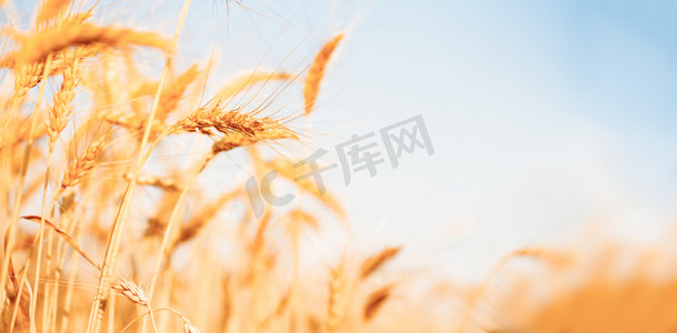 小麦作物对焦背景的照片