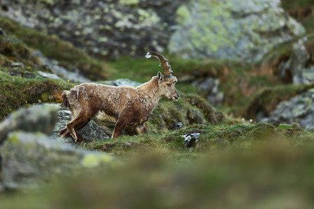 仙境动物摄影照片_山羊羊。在奥地利拍照。自由的本性。欧洲的野性本性。漂亮的照片山.性质.