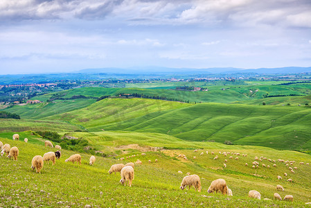 滚动的云彩摄影照片_在绿色的田野 orcia 谷、 锡耶纳、 托斯卡纳、 意大利放牧的羊