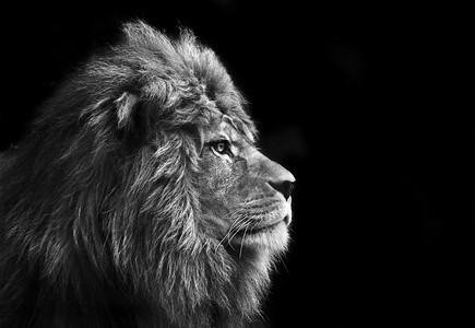 令人惊叹的母狮放宽的问题在黑色和白色温暖的一天