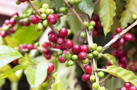 红豆绿叶摄影照片_新鲜的咖啡豆.