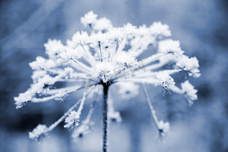 飞扬的雪花摄影照片_冷冻的花