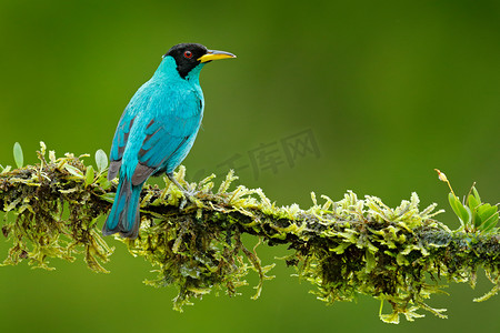 绿色 Honeycreeper、 Chlorophanes spiza、 充满异国情调的热带孔雀石绿和蓝鸟形式哥斯达黎加。热带森林的山雀。好在栖息地的动物特写肖像。细节的美丽的鸟. 