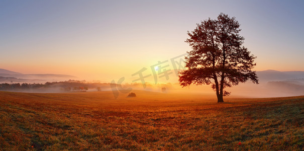 春天黄昏摄影照片_在夕阳与太阳和雾-草地上的单独树全景