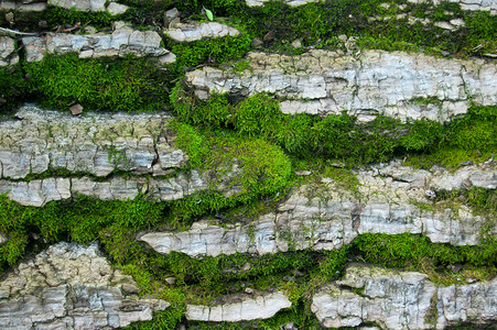 苔藓摄影照片_苔藓背景