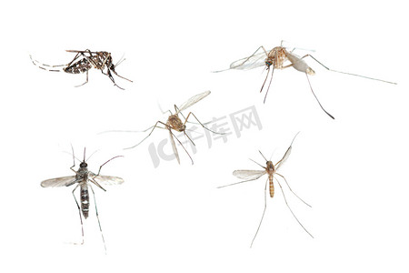 蚊子咬人摄影照片_昆虫蚊子 bug se