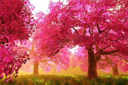 紫色浪漫的树摄影照片_樱花树 01