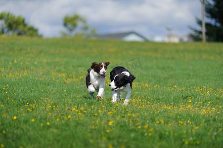 斯普林格猎犬小狗在田野里玩耍