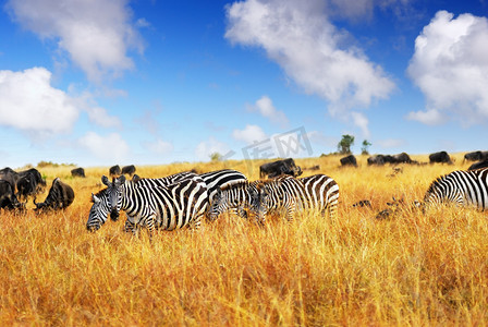 移徙摄影照片_非洲野生动物
