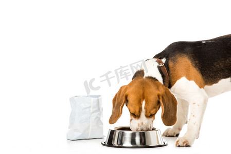 狗吃摄影照片_小猎犬吃着白色的狗粮