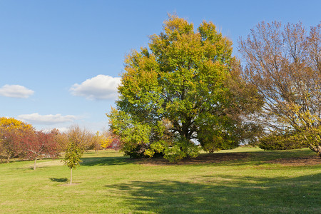 叶子大的草摄影照片_大秋树和公园里的绿草