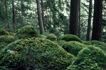 森林中的苔藓山与冷杉树