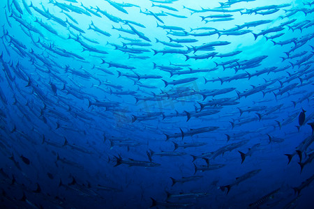 热带海摄影照片_Barracuda