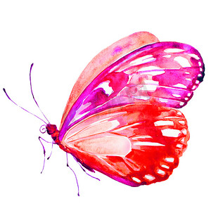 水彩昆虫摄影照片_蝴蝶在白色背景下被隔绝, 水彩