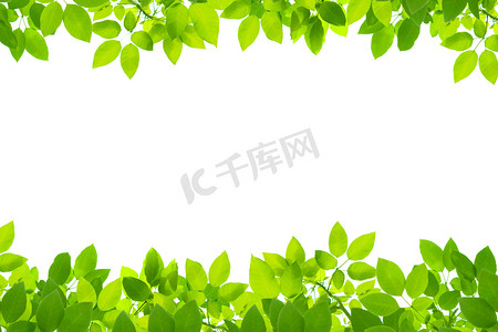 枫叶海报摄影照片_白色背景的绿叶