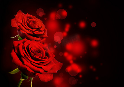 红玫瑰情人节背景