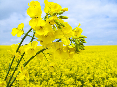 油菜开花