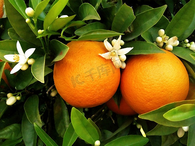 两个橙子橙树上