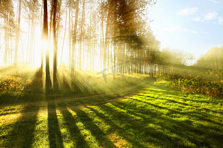 上午的太阳摄影照片_清晨的阳光森林