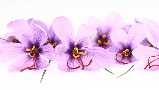 紫色藏红花西红花鲜花横幅