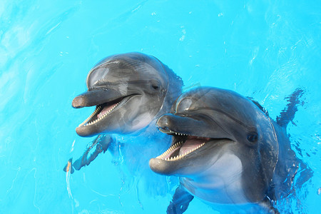 尤努斯摄影照片_海豚在游泳池里游泳