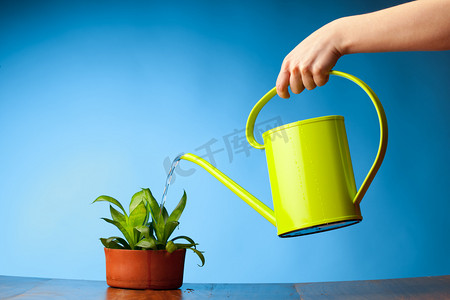 喷壶摄影照片_浇水一棵植物浇水可以与手