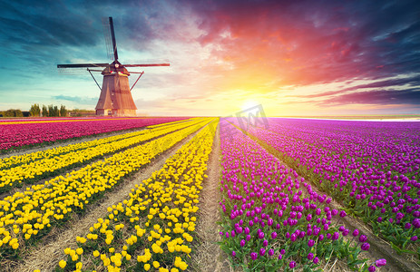 风景风车摄影照片_荷兰传统杜奇风景，有一个典型的风车和郁金香，荷兰乡村
