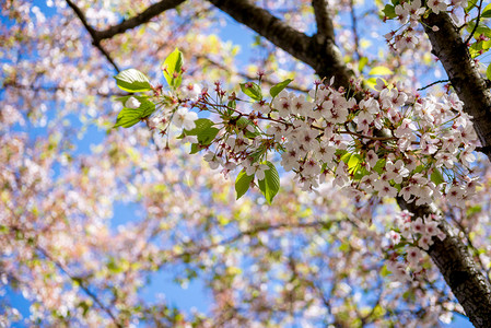 美丽的樱花树树枝在阳光明媚的日子对蓝天, 选择性聚焦