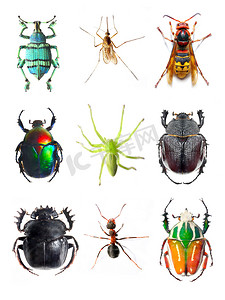 蚂蚁怪物摄影照片_收集的昆虫