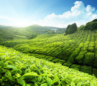 茶园风景摄影照片_茶园金马伦高原，马来西亚