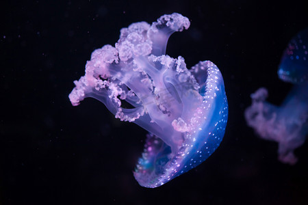 炭烧澳洲牛肋骨摄影照片_澳洲斑点的水母