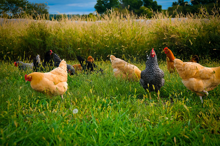 农业鸡摄影照片_鸡群的