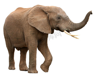 被白色隔离的非洲象