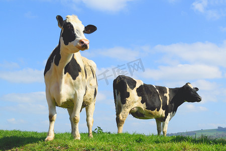 黑牛摄影照片_英国花牛蓝天的衬托