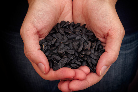 Woman holds fresh sunflower seeds in her palms