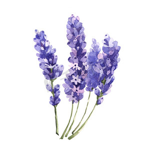 紫色花水彩摄影照片_在孤立的水彩风格的野花薰衣草花.