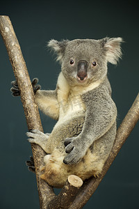 懒熊摄影照片_Portrait of male Koala bear 