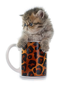 杯子里的小猫咪摄影照片_茶杯里的小猫异国短毛猫