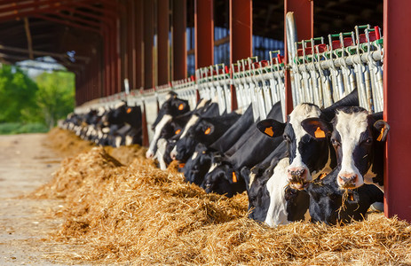 很多的荷斯坦奶牛吃牛奶生产农场