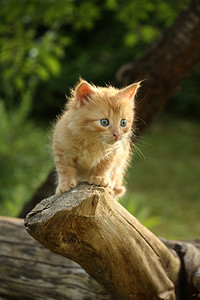 红色可爱摄影照片_可爱的小小猫爬那棵树