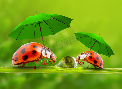 小瓢虫带着伞