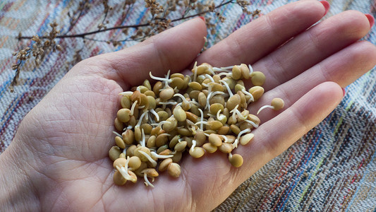 小麦胚芽摄影照片_掌上的小扁豆